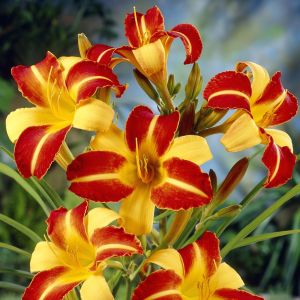 Hemerocallis Frans Hals  9 cm pot