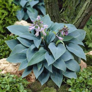 Hosta 'Halcyon' 9 cm
