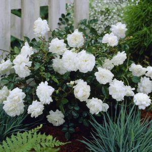 Fairy Roses white
