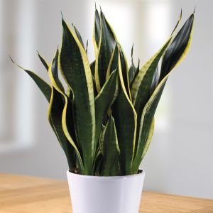 Sansevieria Black gold - hoogte 50-55