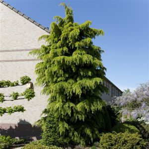 Cedrus deodara 19 cm pot