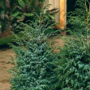 Juniperus chinensis Blue Alps 19 cm pot