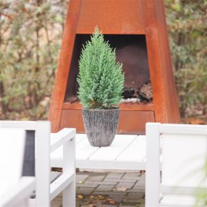 Juniperus chinensis Stricta 19 cm pot