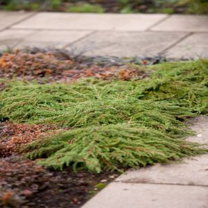 Juniperus communis Green Carpet 19 cm pot