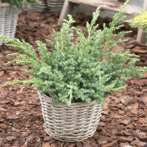 Juniperus squamata Blue Swede 19 cm pot
