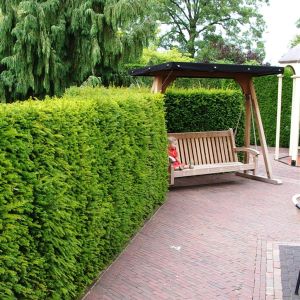 Taxus baccata 19 cm pot