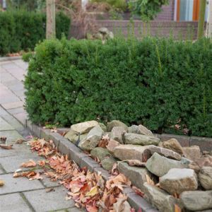 Taxus media Densiformis 19 cm pot