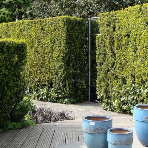 Taxus media Groenland 19 cm pot