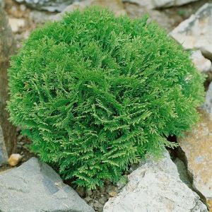 Thuja occidentalis Danica 19 cm pot