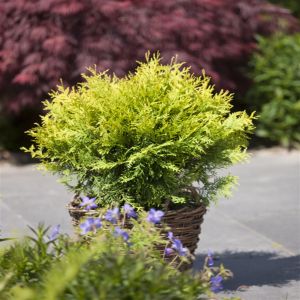 Thuja occidentalis Golden Globe 19 cm pot