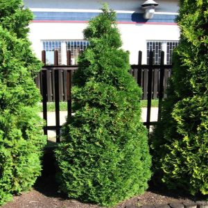 Thuja occidentalis Holmstrup 19 cm pot