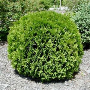 Thuja occidentalis Little Giant 19 cm pot