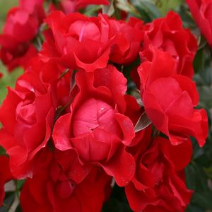 Kordes Ground Covering Rose Black Forest