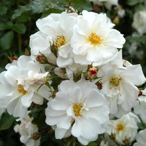 Kordes Ground Covering Diamant Rose