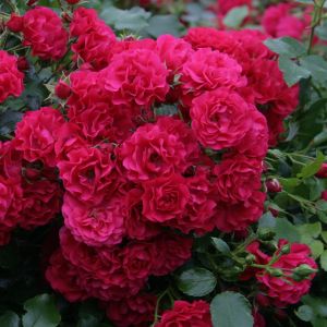 Kordes Ground Covering Rose Gärtnerfreude (Toscana)
