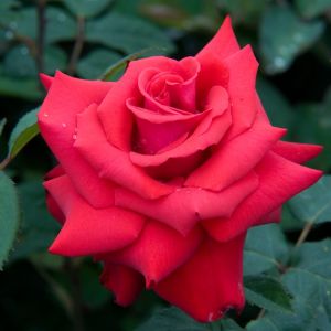 Kordes Hybrid Tea rose Grande Amore