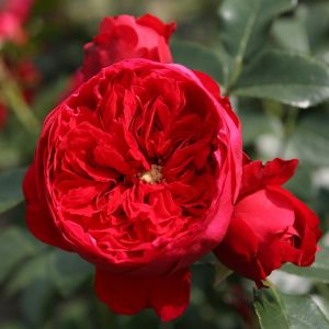 Kordes Climbing Rose Florentina los