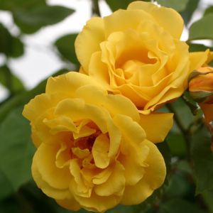 Kordes Climbing Rose Golden Gate los