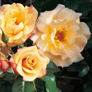 Kordes Climbing Rose Moonlight los