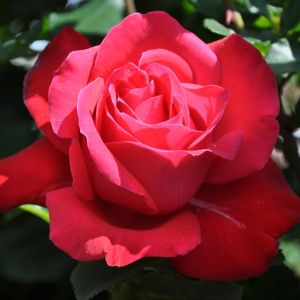 Dame du Coeur Hybrid Tea Rose
