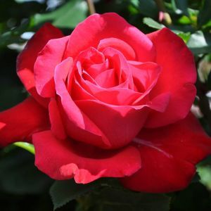 Dame du Coeur Hybrid Tea Rose