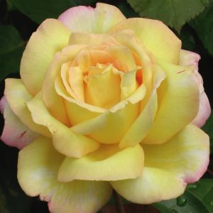 Peace (Gloria Del) Hybrid Tea Rose 3ltr Pots