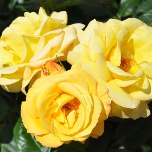 Rose Floribunda Arthur Bell 3ltr Pots