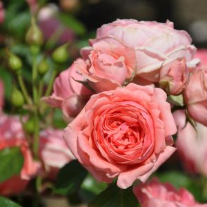 Rose Floribunda Kimono