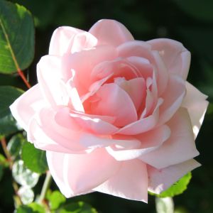 Climbing Rose New Dawn 3 ltr pot