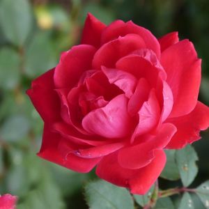 Climbing Rose Pauls Scarlet 3 ltr pot