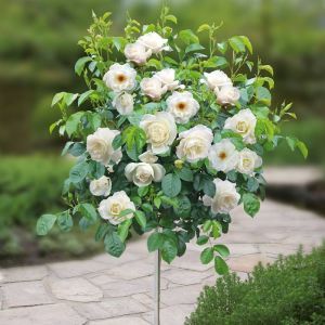Standard Pot Rose White 100/130 cm