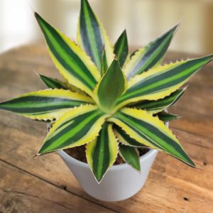 Agave lophanta Quadricolour 13cm