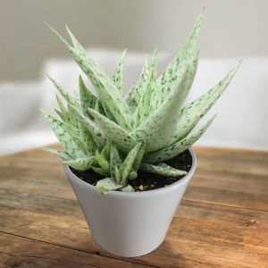 Aloe rauhii snowflake 10.5 cm pot