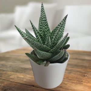 Gasworthia 10.5cm pot