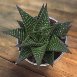 Haworthia limifolia 10.5cm pot