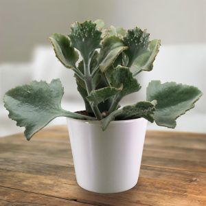 Kalanchoe beharensis 13cm pot