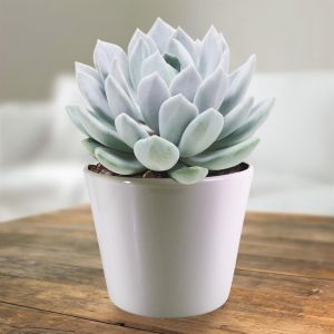Pachyveria corvus 10.5cm pot