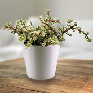 Portulacaria afra Variegata 10.5cm pot