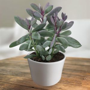 Senecio crassissimus 10.5cm pot