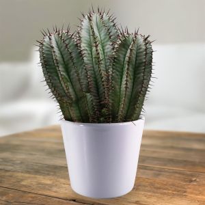Euphorbia horrida 10.5 cm pot