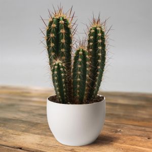 Neocardenasia herzogiana 10.5 cm pot