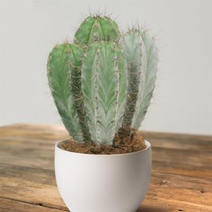 Polaskia chichipe 10.5 cm pot