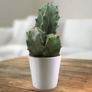 Ritterocereus urbaneus 10.5 cm pot