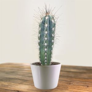 Stetsonia coryne 10.5 cm pot