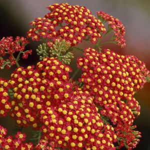 Achillea millefolium Paprika 9 cm pot