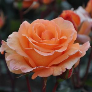 Doris Tysterman Hybrid Tea Rose 3ltr Pots