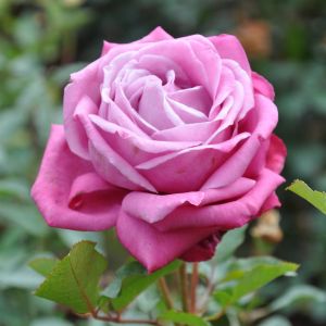 Lila Wunder Hybrid Tea Rose 3ltr Pots