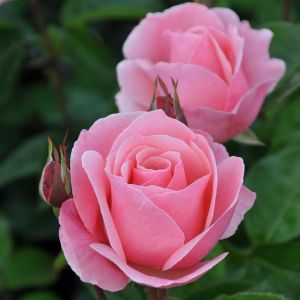 Queen Elizabeth Hybrid Tea Rose 3ltr Pots