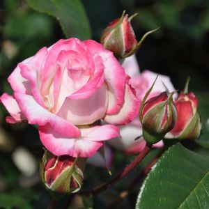Rose Floribunda La Minuette 3ltr Pots