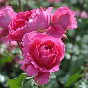 Climbing Rose Pink Cloud 3 ltr pot